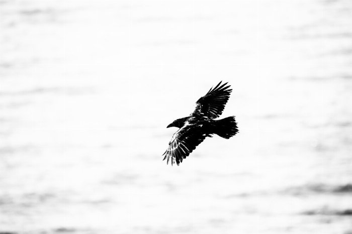 Northern Raven - Newfoundland art print