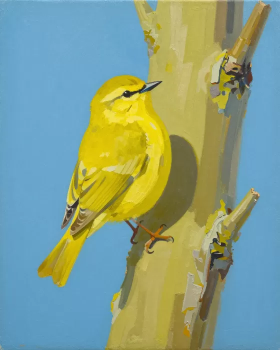 Citrine Warbler