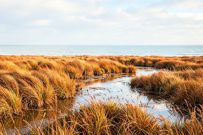 Gilded Shallows