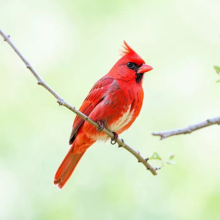 Bright Perch