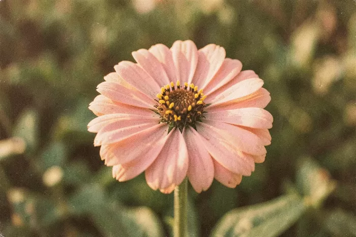 Zinnia Gold