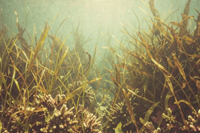 Underwater Haze