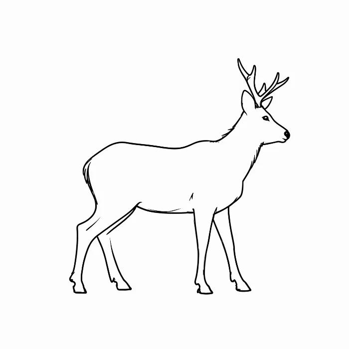 Stag Line