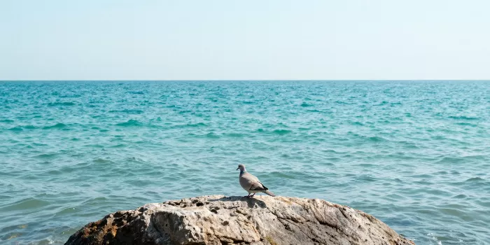 Dove Rock