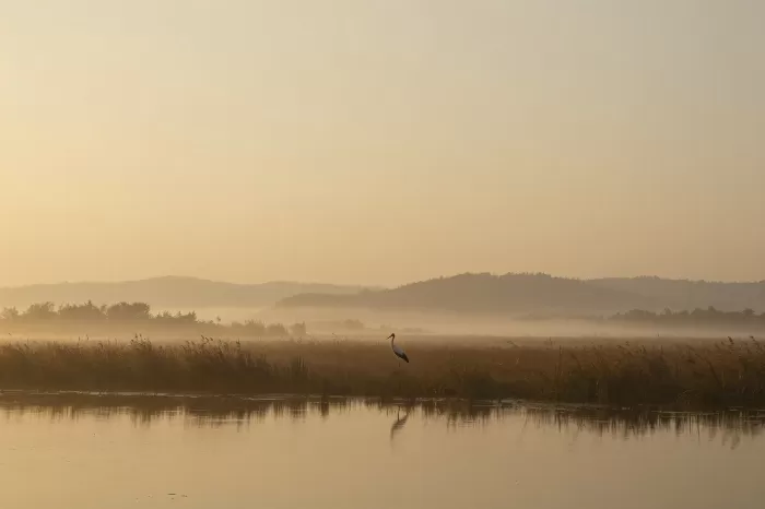 Marsh Stork II