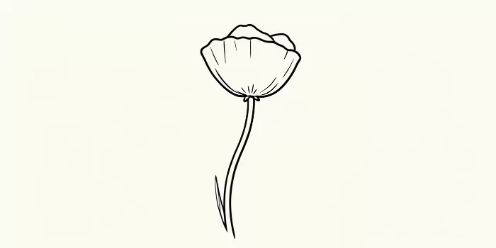 Single Poppy