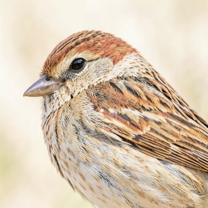 Sparrow Close