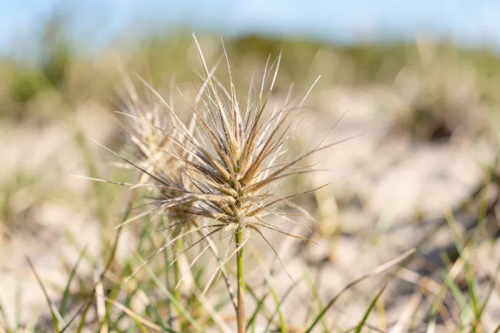Seaside Seedhead