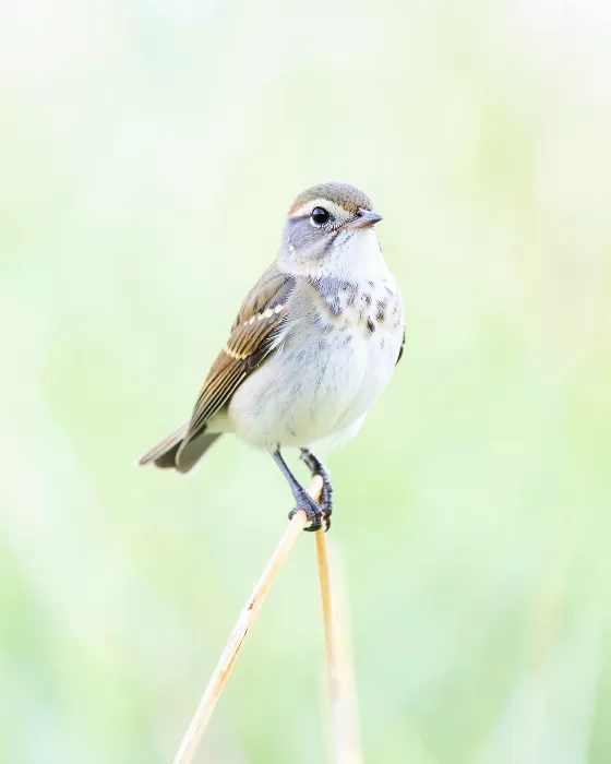 Perched Light