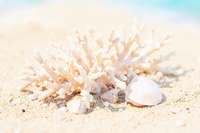 Coral Breeze