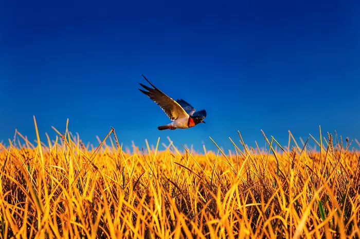 Golden Swallow