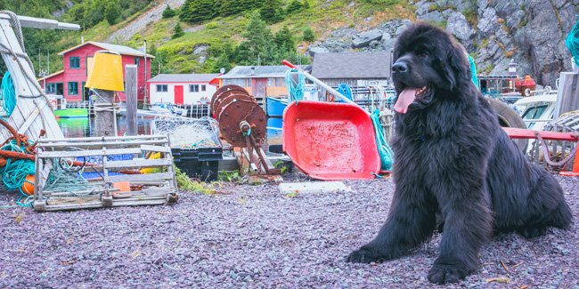 Allan Doyle Quidi Vidi Colour - Newfoundland art print