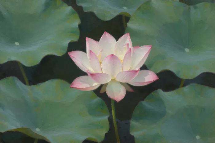 Lotus Bloom III