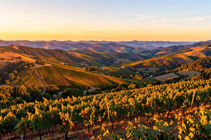Golden Napa