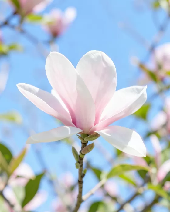 Petals Of Spring