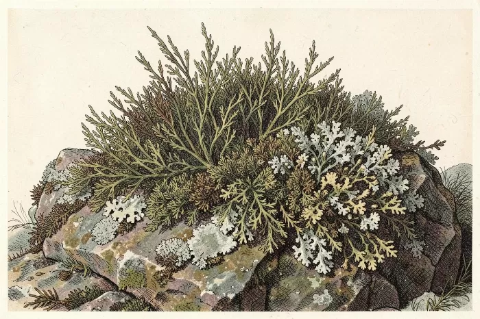 Coastal Mosses