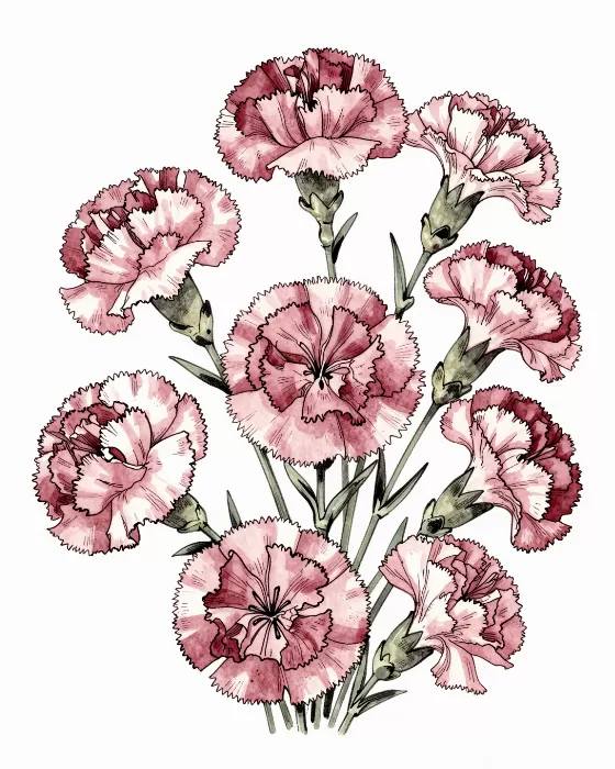 Dusty Carnations