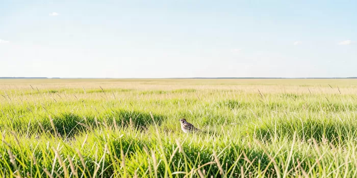 Meadowlark Meadow
