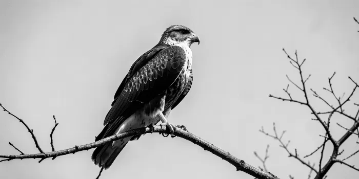 Watchful Perch