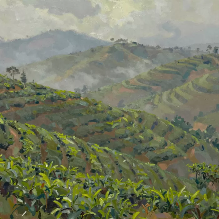 Tea Plantation