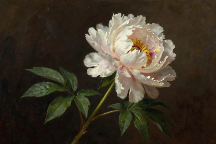 Drooping Bloom