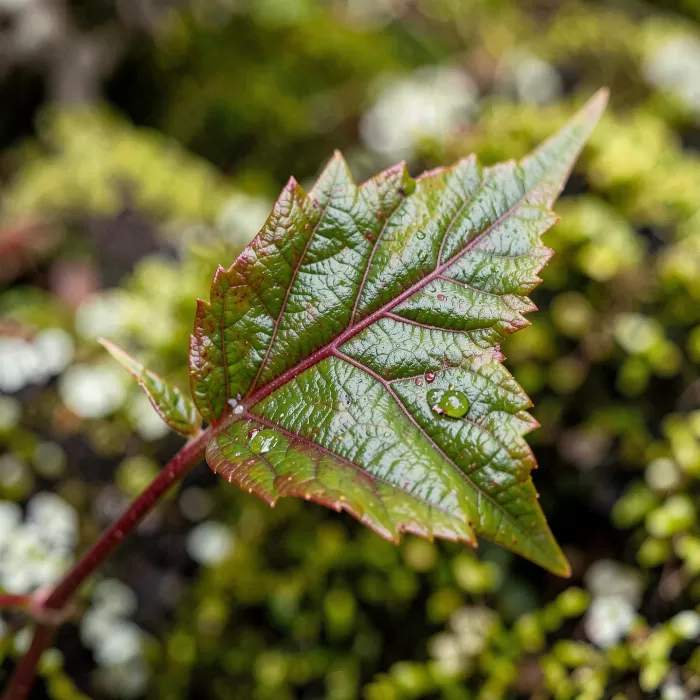 Autumn Salal