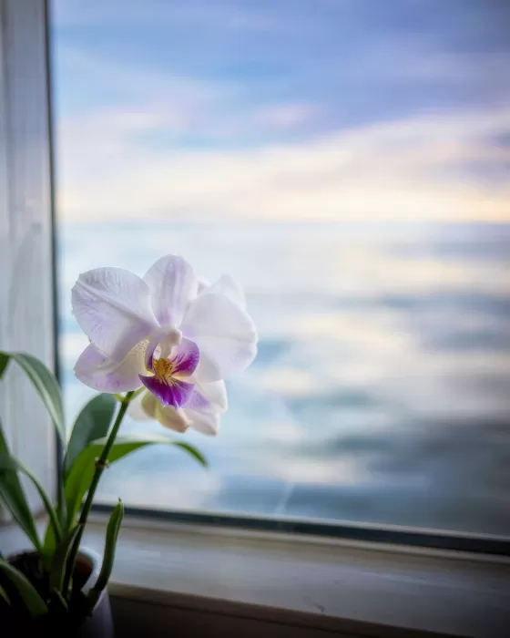 Orchid Drift