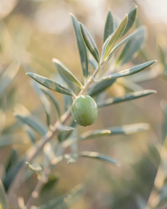 Corfu Olive