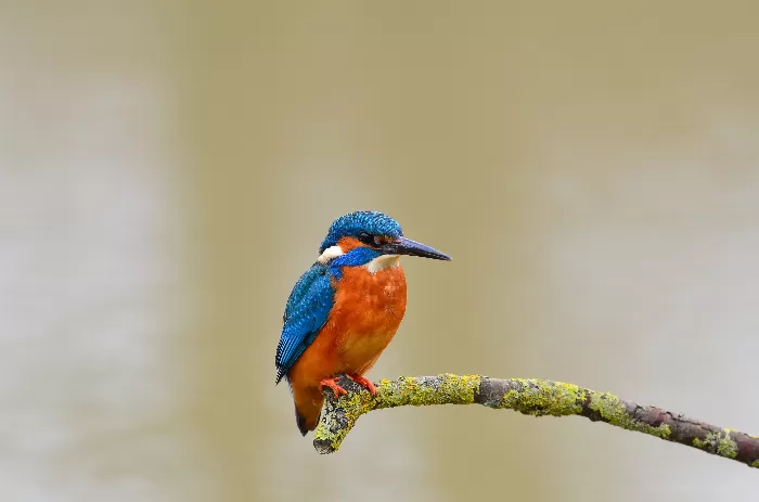  Small Colourful Bird