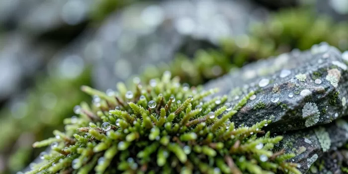 Moss and Mist