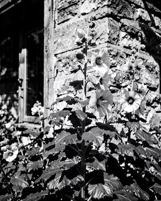Shadowed Stems