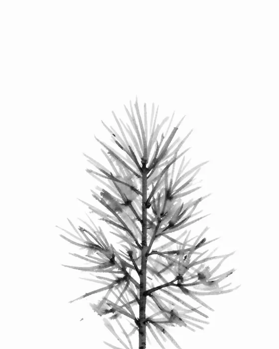 Quiet Bough