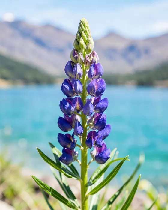 Lupine Shores