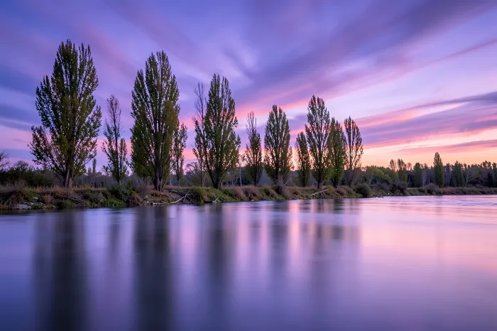 Dusk Poplars