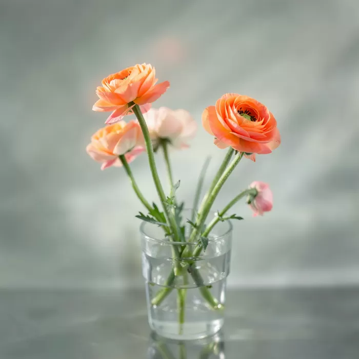 Coral Stems