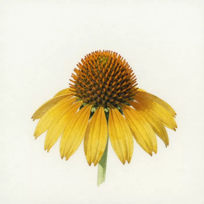 Prairie Coneflower
