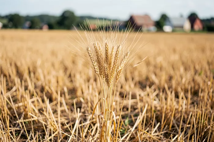 Last Stalk