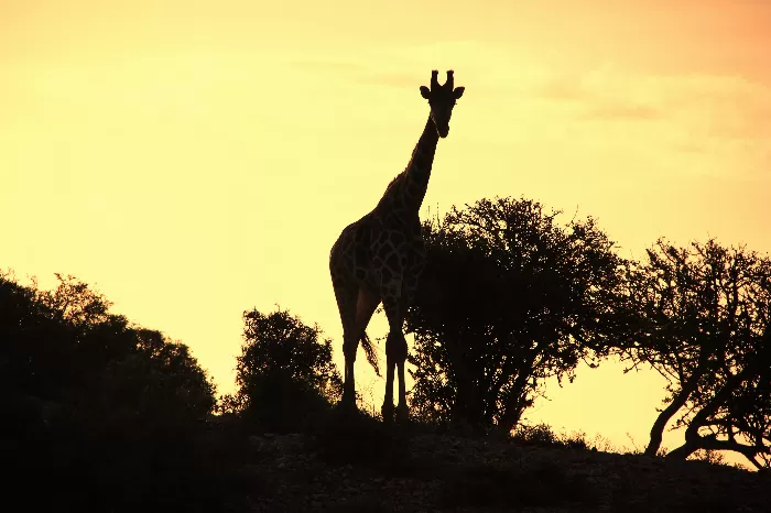 Giraffe at sunset