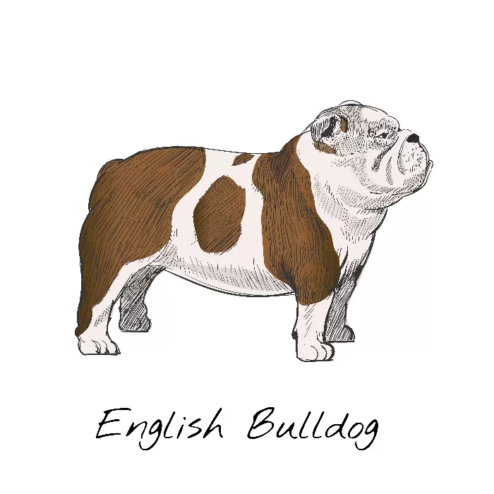 English Bulldog Illistration