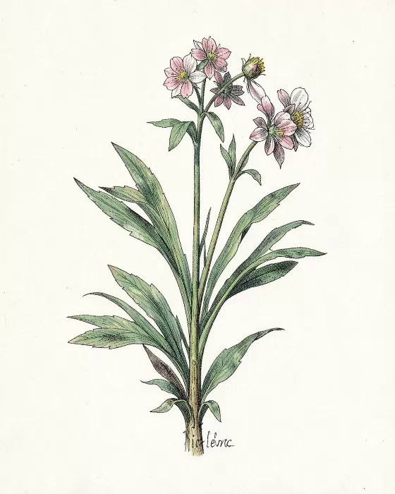 Arctic Avens