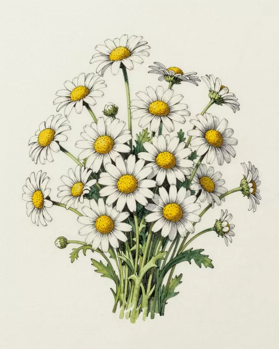 Daisy Bunch