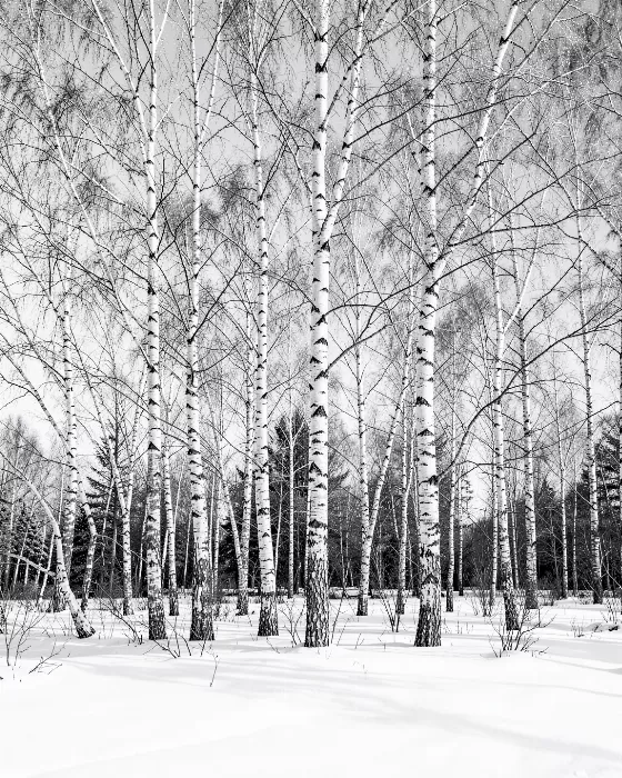 Birch Silence