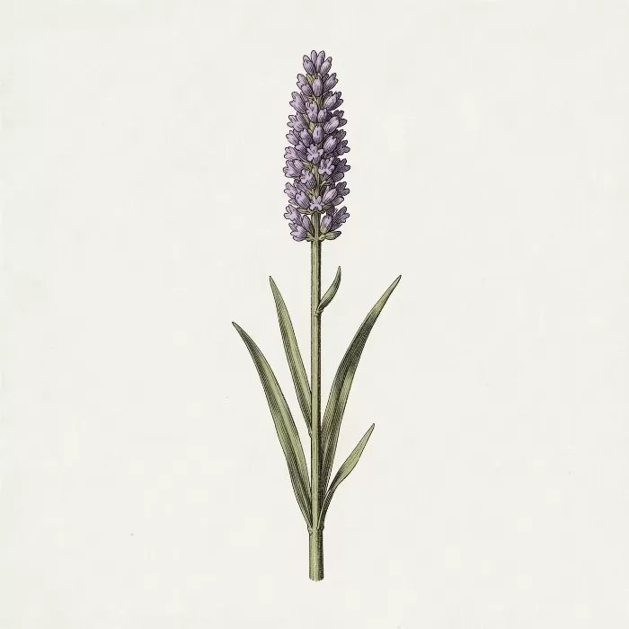 Sea Lavender