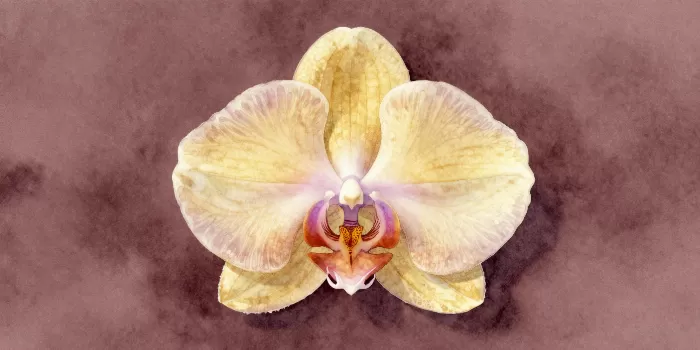 Golden Orchid