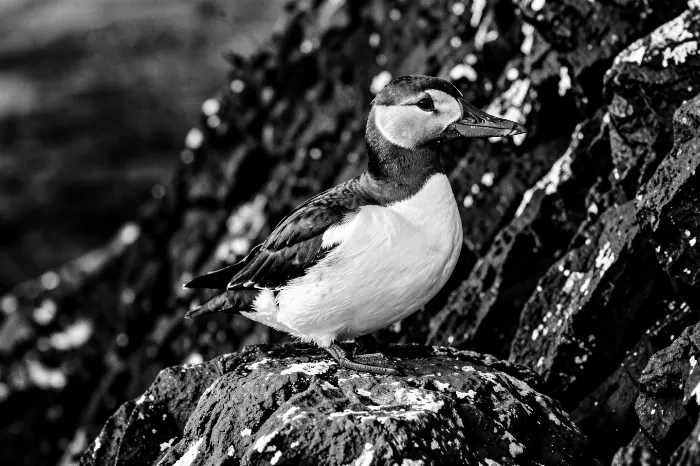 Cliff Guardian