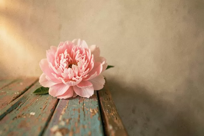 Amber Peony