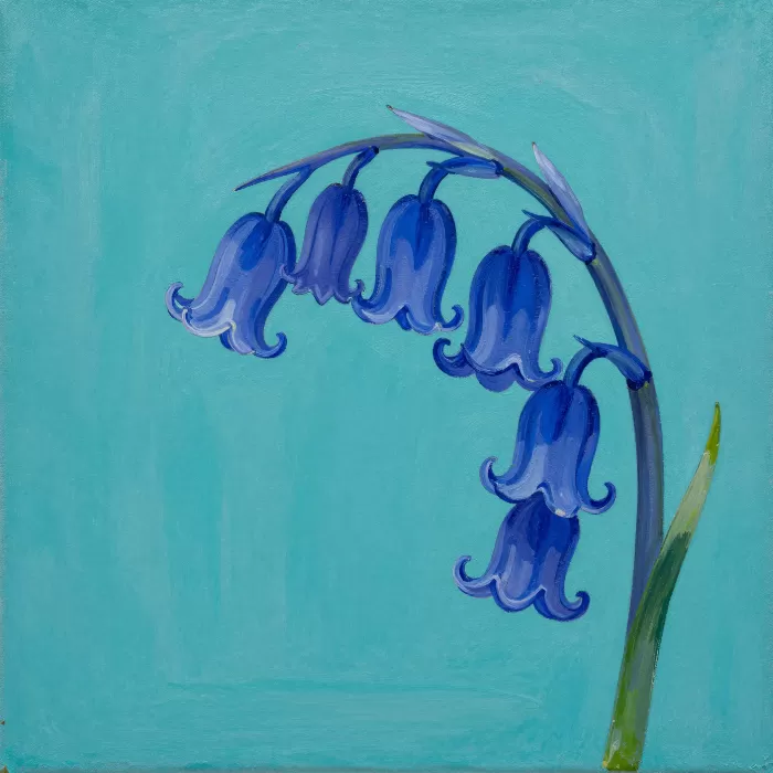 Bluebell Bloom