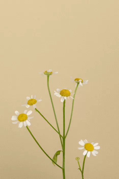 White daisy flowers on beige background