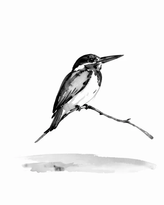 Still Kingfisher