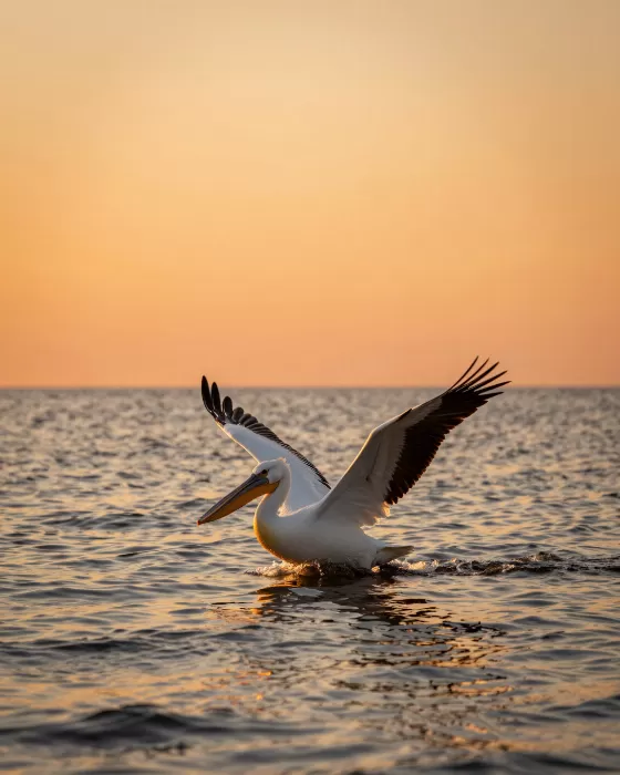 Pelican Glide